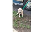 Maya At, Retriever (unknown Type) For Adoption In Huntington, New York