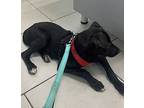 Midori, Labrador Retriever For Adoption In Huntington, New York