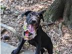 Iris, Labrador Retriever For Adoption In Macon, Georgia