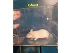 Ghost, Mouse For Adoption In Sharon Center, Ohio