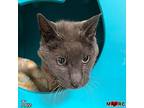 Taco, Domestic Shorthair For Adoption In Maryville, Tennessee