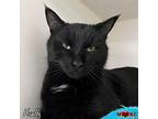 Huxley, Domestic Shorthair For Adoption In Maryville, Tennessee