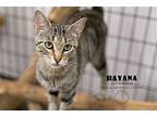 Havana, Domestic Mediumhair For Adoption In La Porte, Indiana