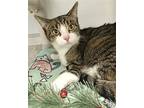 Curby, Domestic Shorthair For Adoption In Columbus, Ohio
