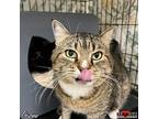 Gizmo, Domestic Shorthair For Adoption In Maryville, Tennessee