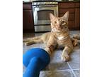 Chris, Domestic Shorthair For Adoption In Modesto, California