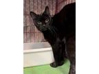 Binx, Domestic Shorthair For Adoption In Columbus, Ohio