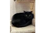 Nasrin, Domestic Shorthair For Adoption In Columbus, Ohio