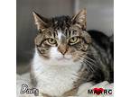 Davey, Domestic Shorthair For Adoption In Maryville, Tennessee