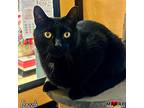 Dazzle, Domestic Shorthair For Adoption In Maryville, Tennessee