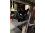 Binky, Domestic Shorthair For Adoption In New Woodstock, New York