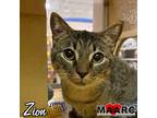 Zion, Domestic Shorthair For Adoption In Maryville, Tennessee