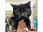 Pinecone, Domestic Mediumhair For Adoption In Maryville, Tennessee