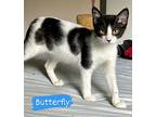 Butterfly, Domestic Shorthair For Adoption In Archer, Florida