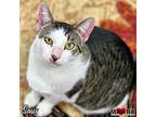 Sassy, Domestic Shorthair For Adoption In Maryville, Tennessee