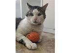 Sir Gumbolt, Domestic Shorthair For Adoption In Mountain View, California