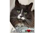London, Domestic Longhair For Adoption In Maryville, Tennessee