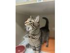 Tom Tom, Domestic Shorthair For Adoption In Columbus, Ohio