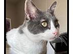 Adora, Domestic Shorthair For Adoption In Mustang, Oklahoma