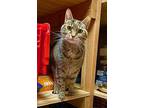 Daisy, Domestic Shorthair For Adoption In Columbus, Ohio