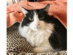 Chakita, Domestic Shorthair For Adoption In Columbus, Ohio