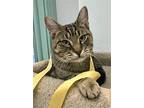 Rocky, Domestic Shorthair For Adoption In Columbus, Ohio