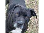 Adopt Jesse a Pit Bull Terrier