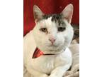 Igor, Domestic Shorthair For Adoption In Columbus, Ohio