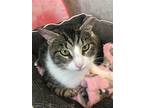 April-may, Domestic Shorthair For Adoption In Columbus, Ohio