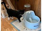 Tux, Domestic Shorthair For Adoption In Mustang, Oklahoma