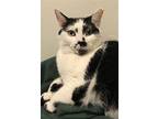 Nesta, Domestic Shorthair For Adoption In Columbus, Ohio