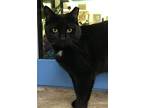 Tangela, Domestic Shorthair For Adoption In Columbus, Ohio