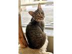 Calling Bird, Domestic Shorthair For Adoption In Columbus, Ohio