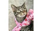 Betty Crocker, Domestic Shorthair For Adoption In Columbus, Ohio