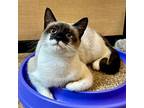 Carmen, Siamese For Adoption In Maryville, Tennessee