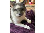 Grey, Domestic Shorthair For Adoption In Oakville, Connecticut