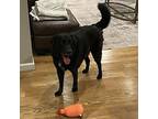 Willie, Labrador Retriever For Adoption In Wantagh, New York