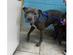 Koba, American Pit Bull Terrier For Adoption In Deland, Florida