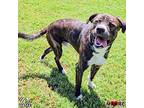 Sid, American Pit Bull Terrier For Adoption In Maryville, Tennessee