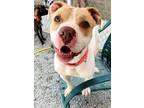 Sunny, American Pit Bull Terrier For Adoption In Batavia, Ohio