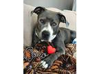 Coco-check Out My Video, American Pit Bull Terrier For Adoption In Arlington