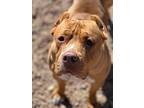 Sunny - Needs A Hero Foster Or Adopter!, American Staffordshire Terrier For