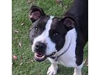 Freya, American Pit Bull Terrier For Adoption In Breezewood, Pennsylvania