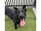 Adopt JUICE a Pit Bull Terrier, Mixed Breed