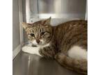 Adopt Hazel a Domestic Short Hair