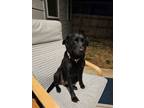 Adopt Nala a Labrador Retriever