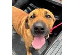 Adopt FIONA a Shar-Pei