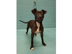 Adopt DAISY a American Staffordshire Terrier