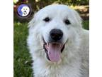 Adopt Lolly a Great Pyrenees