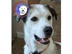 Adopt Laura a Husky, Great Pyrenees